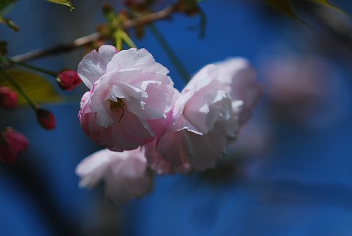 八重桜