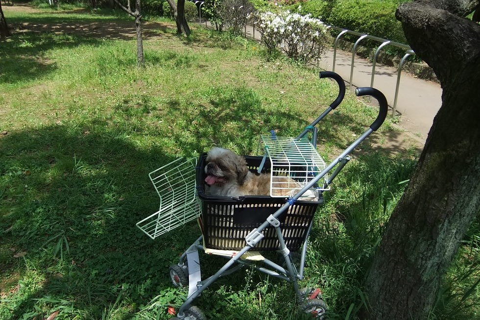 マイバギーで・・・