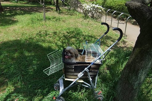 マイバギーで・・・