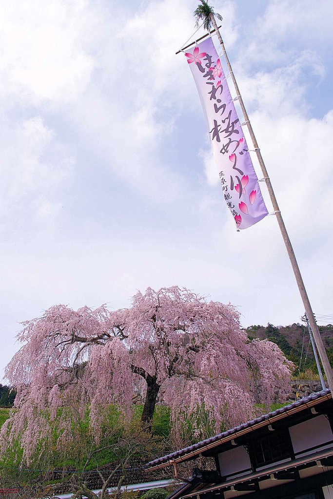 【桜】めぐり②