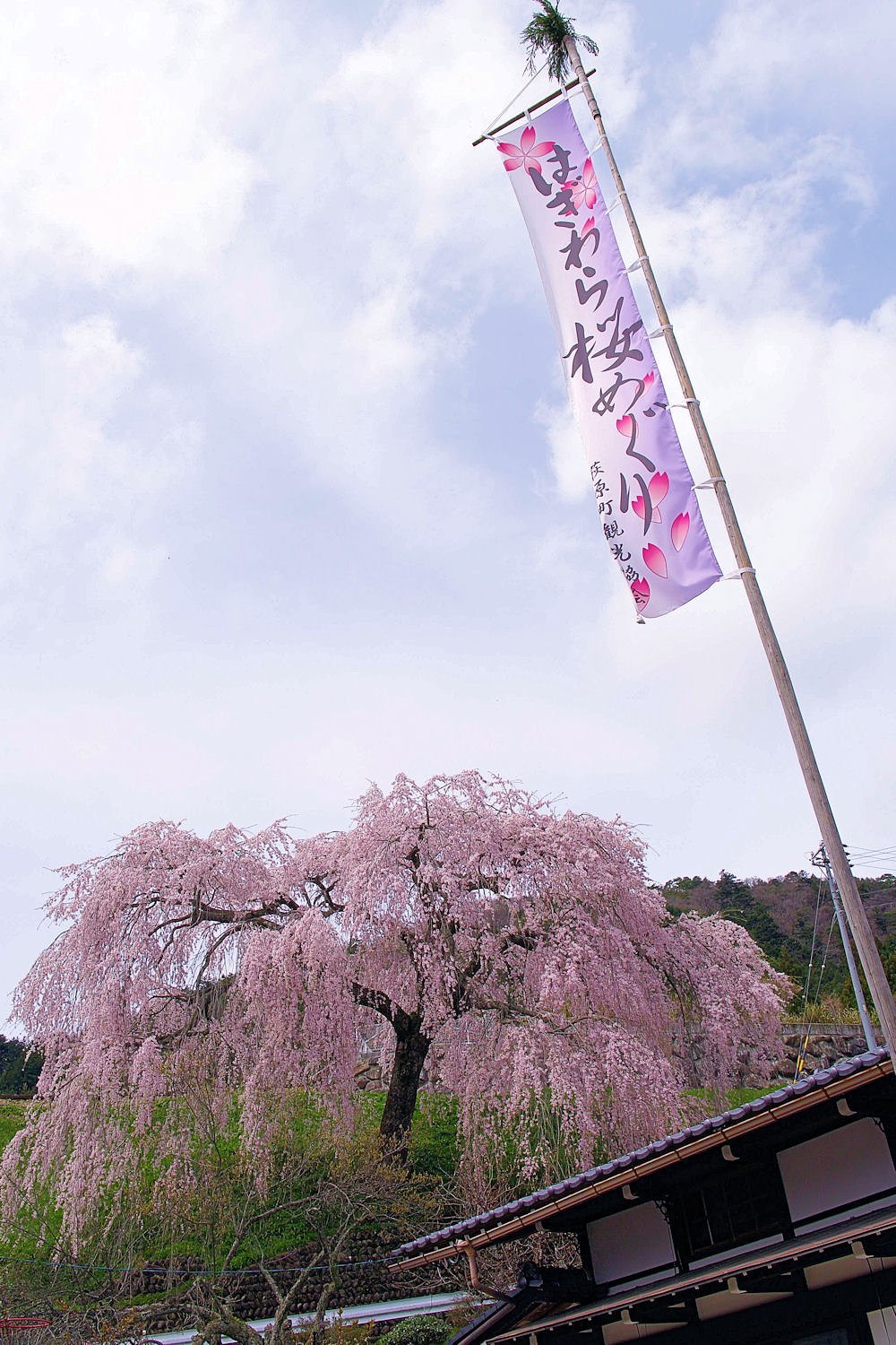 【桜】めぐり②