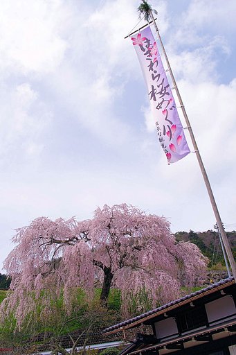 【桜】めぐり②