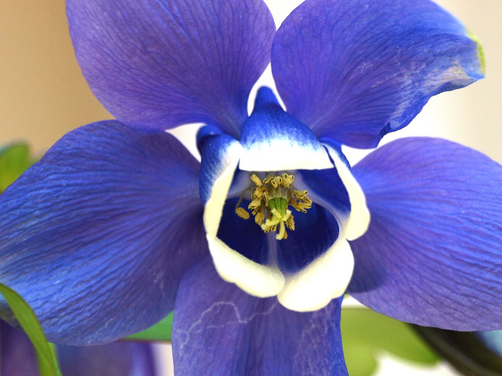 オダマキの芯
