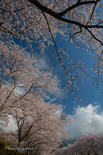 開花ラッシュ