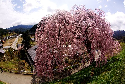 【桜】めぐり②++