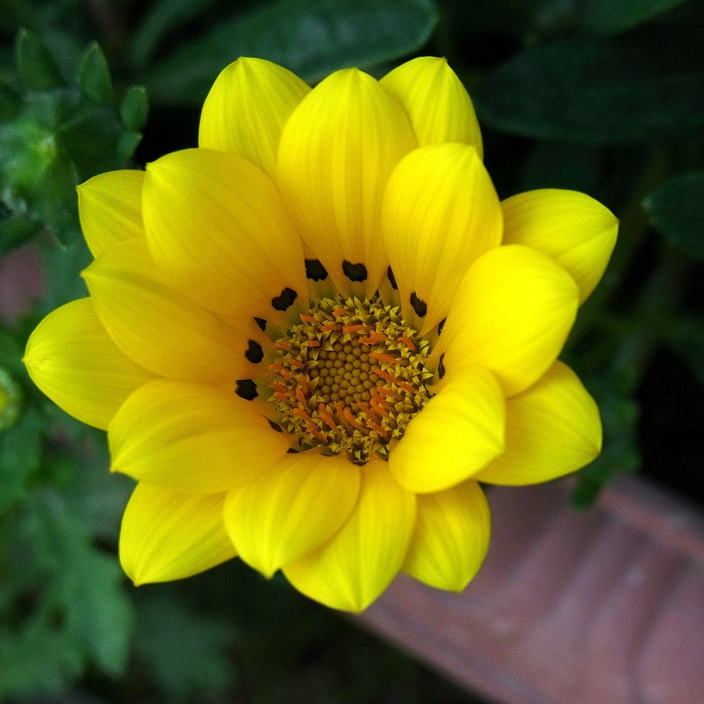 勲章菊