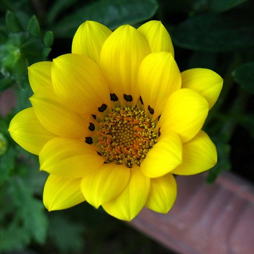 勲章菊