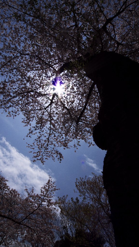 青空から降り注ぐ
