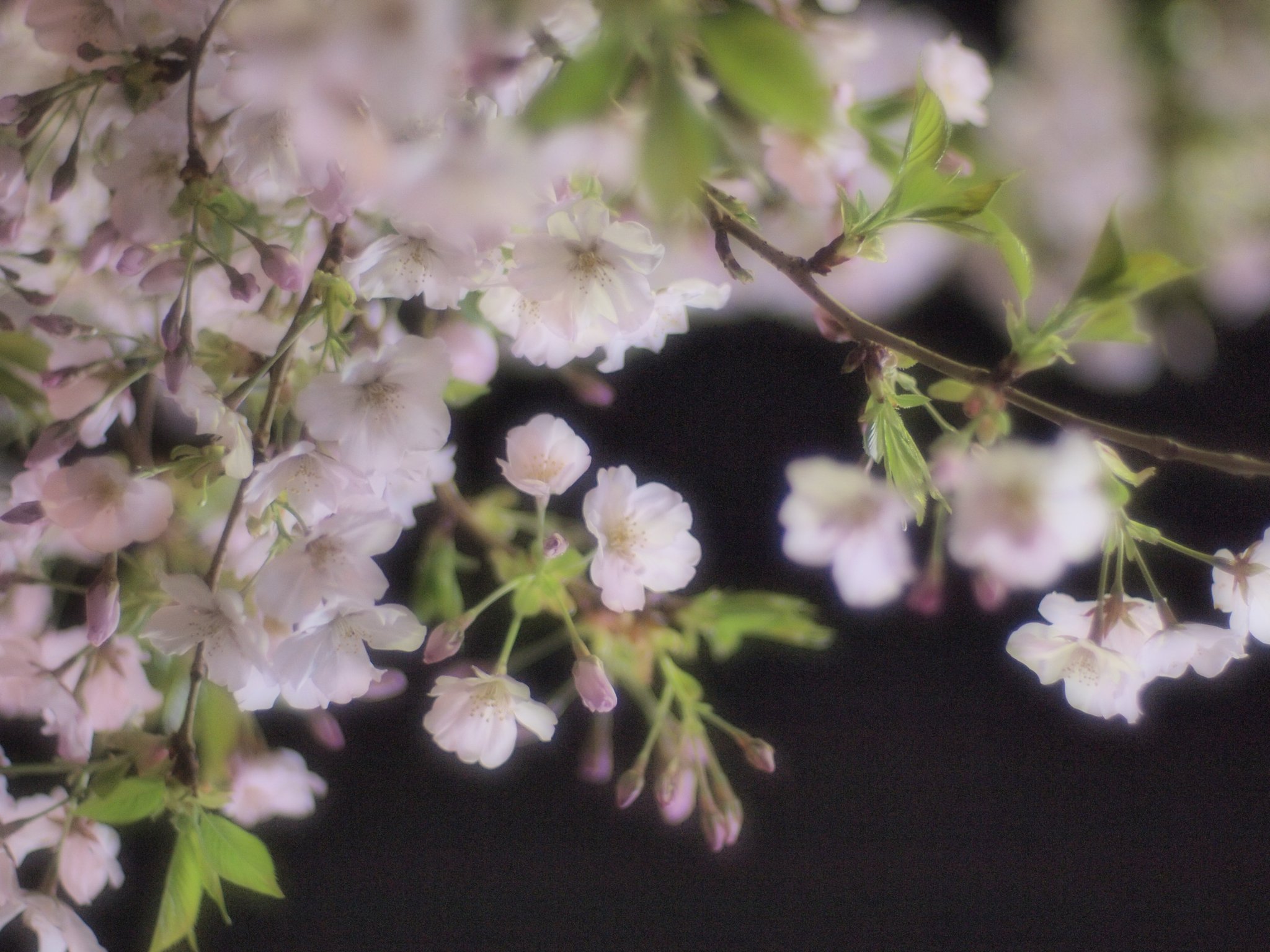【桜】 とりあえずの夜桜