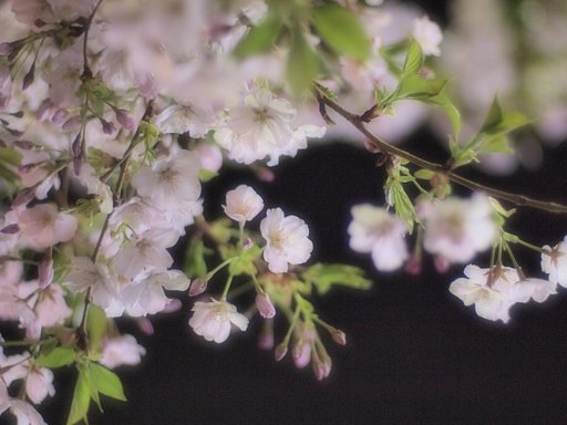 【桜】 とりあえずの夜桜
