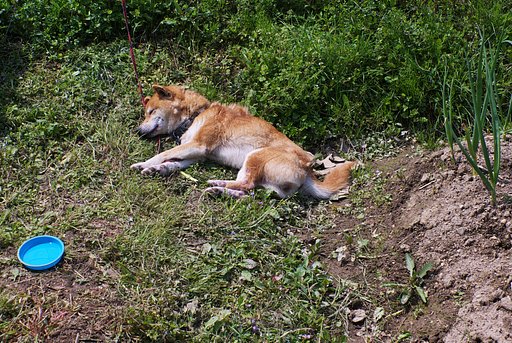 立派な番犬?