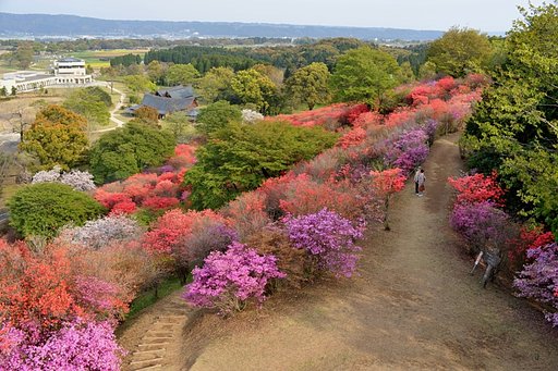 山つつじの咲く丘