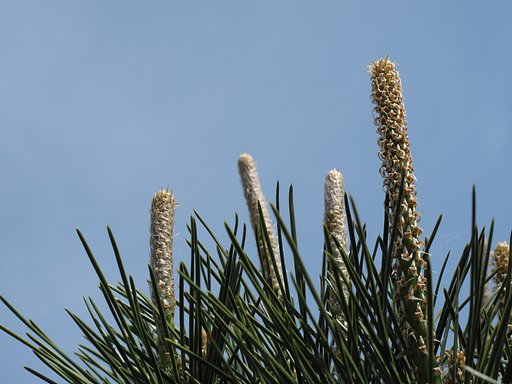 新芽