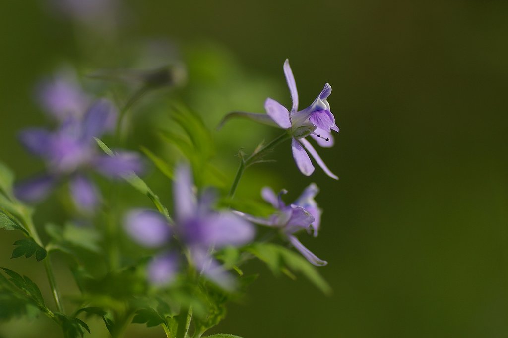 芹葉飛燕草