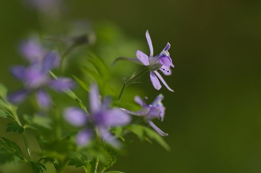 芹葉飛燕草