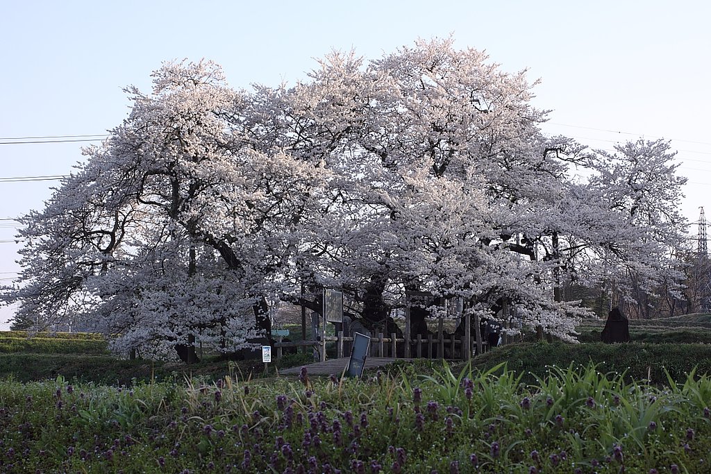 東北桜紀行Ⅱ