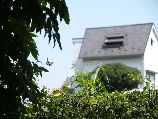（夏）ひらり