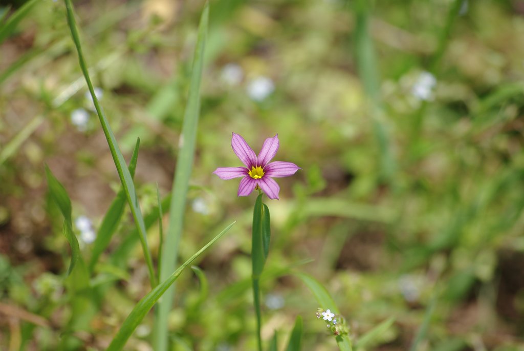 庭石菖