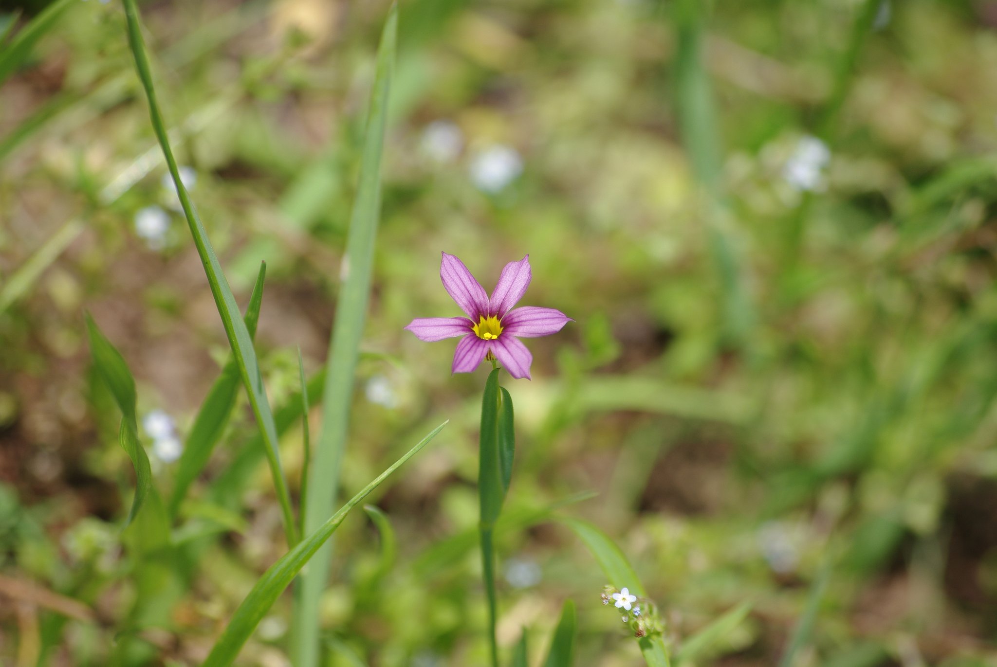 庭石菖
