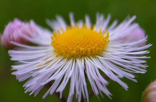 ハルジオン（春紫菀）