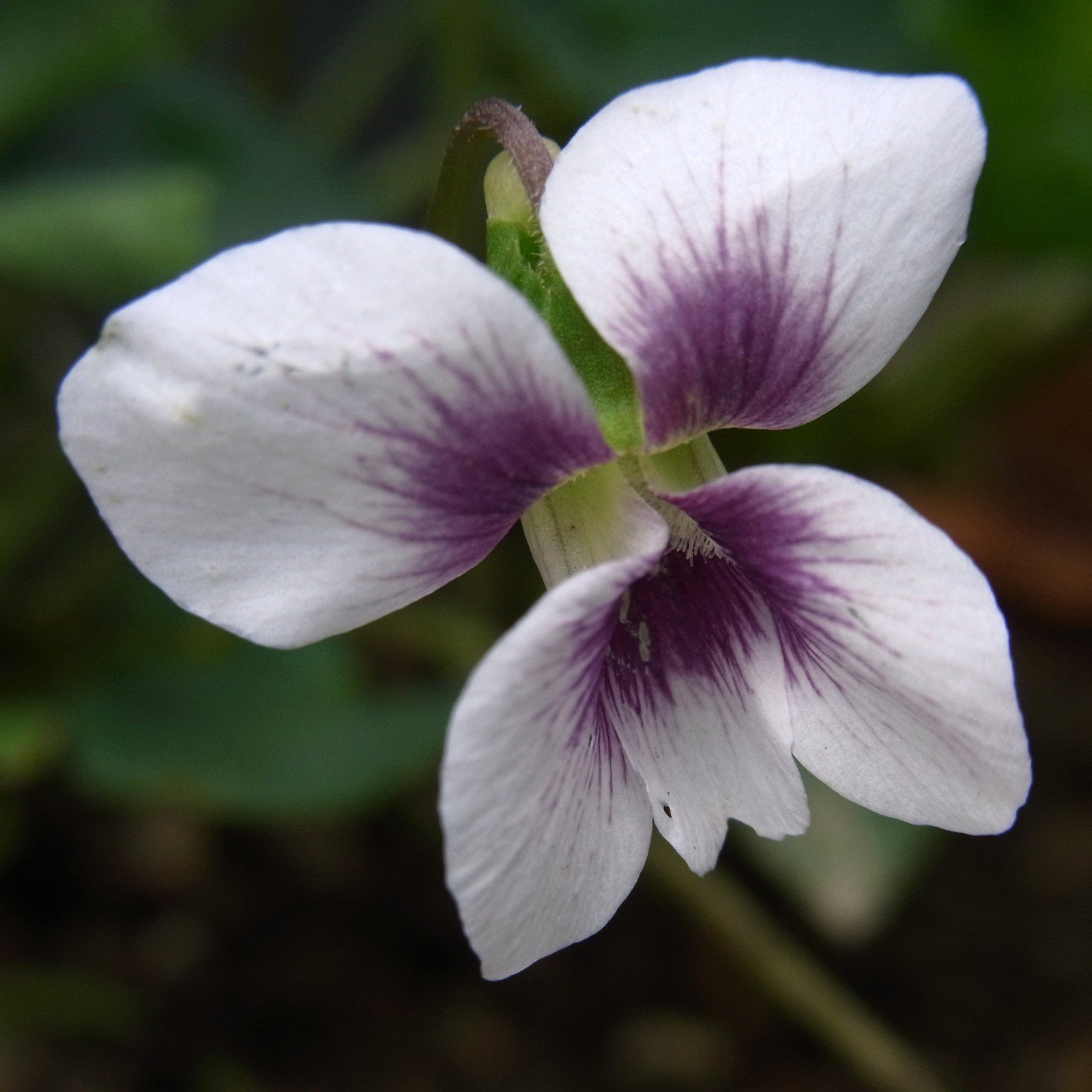 スミレ