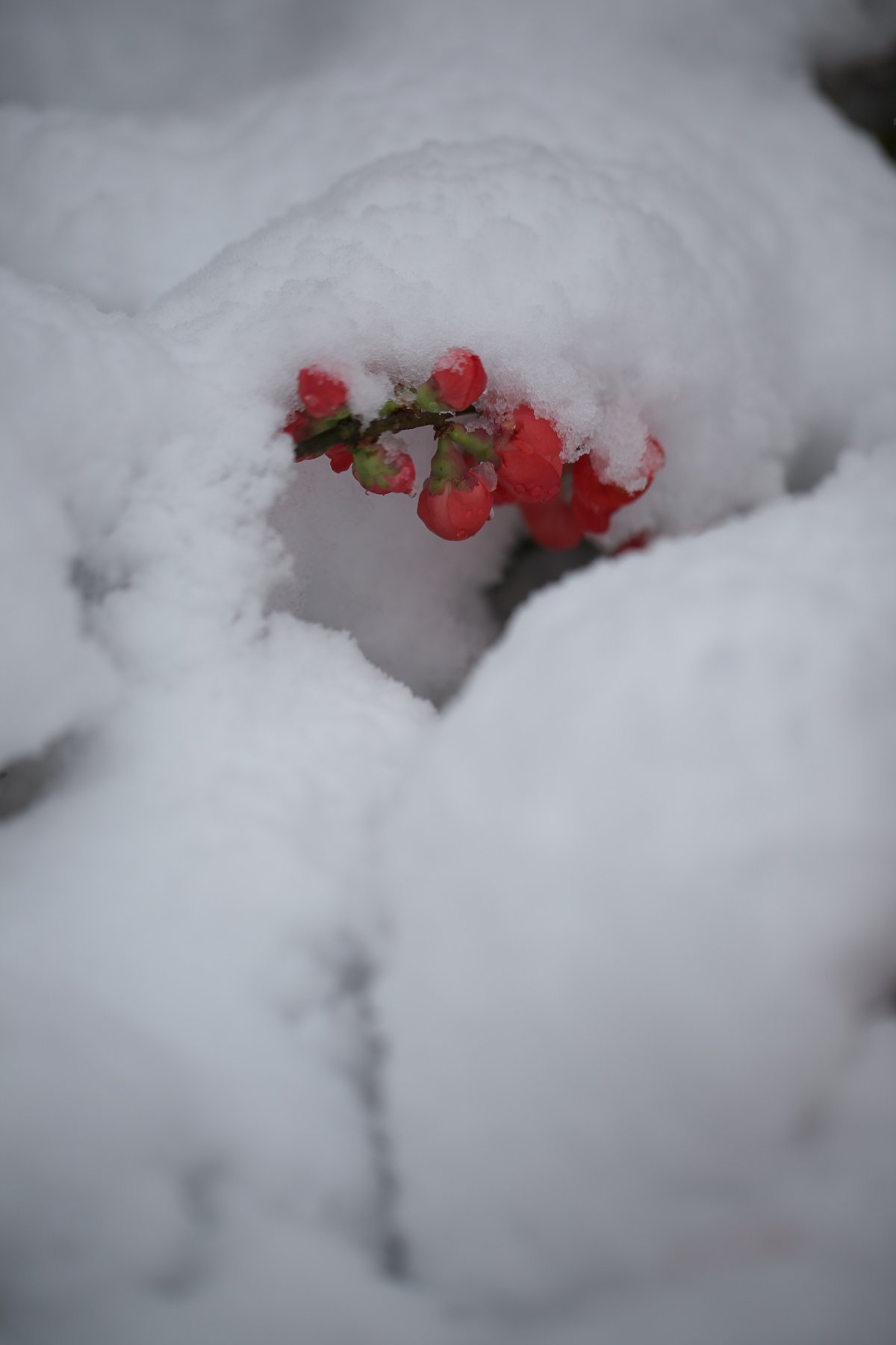 雪の中