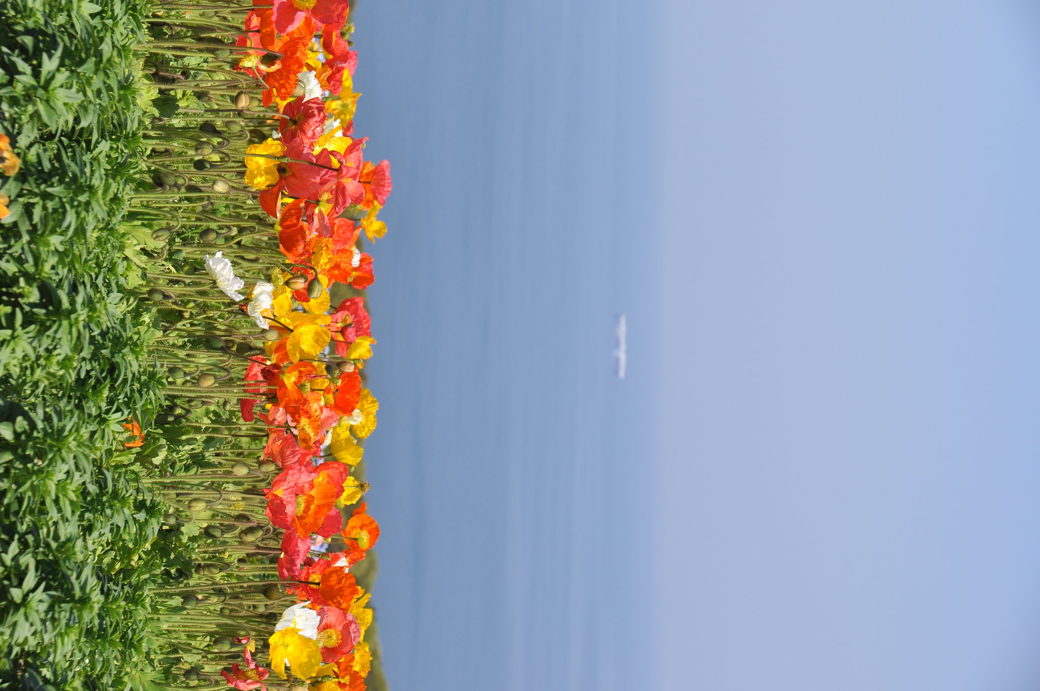 お船にポピー♪