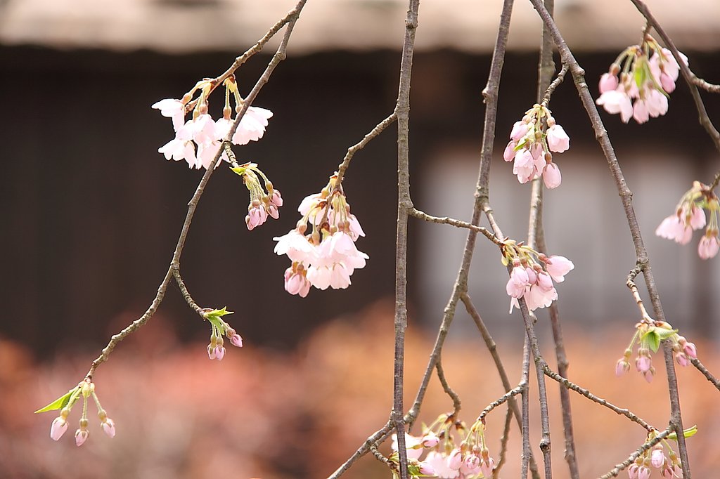 東北桜紀行Ⅲ