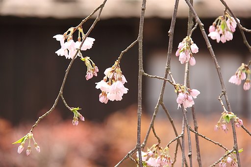 東北桜紀行Ⅲ