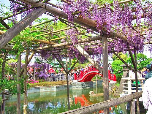 亀戸天神　　ふじ花