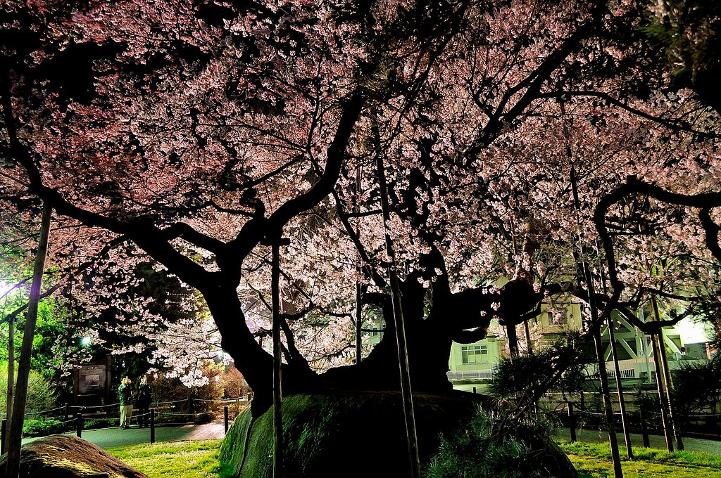 夜の石割桜