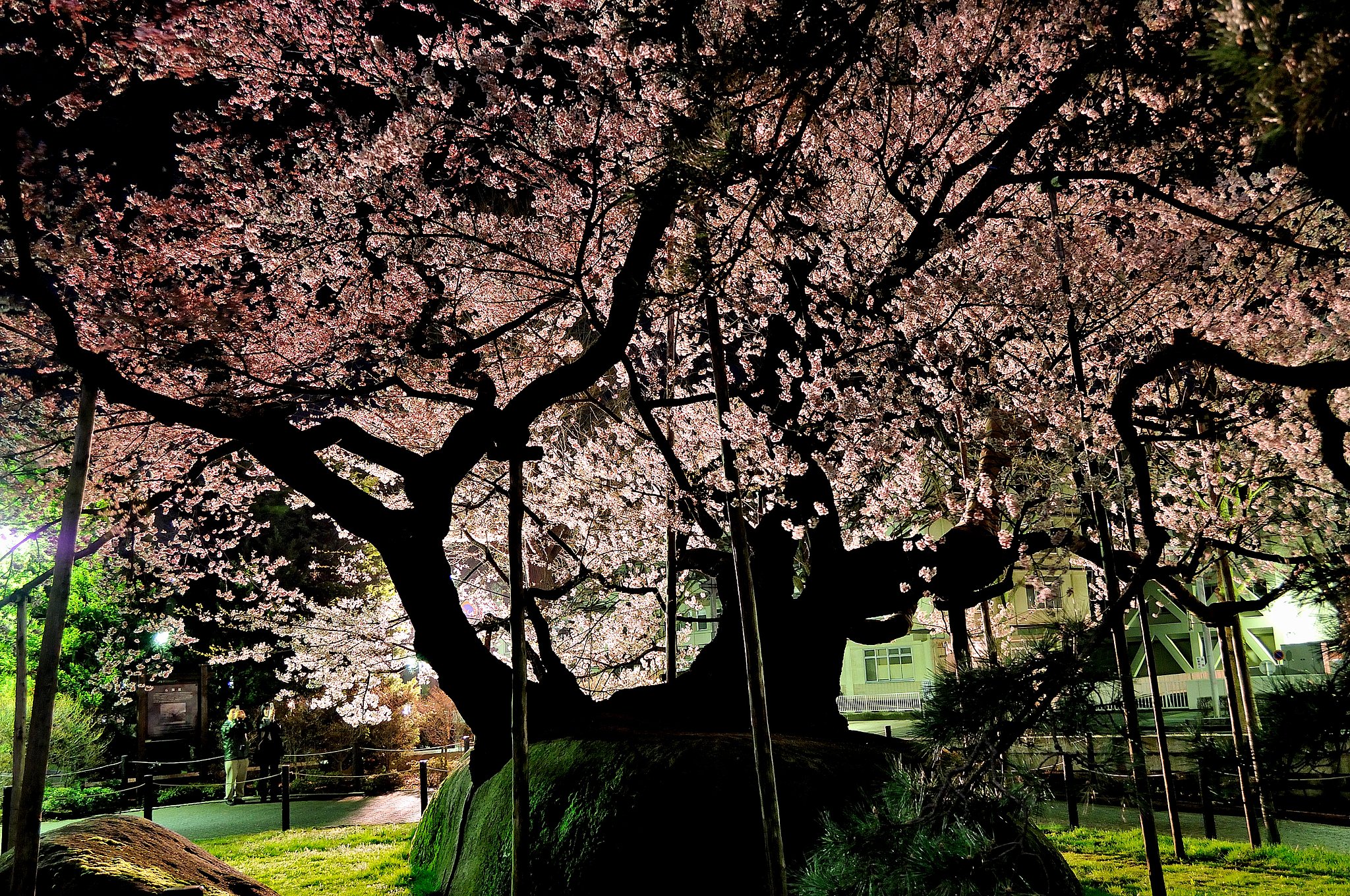 夜の石割桜