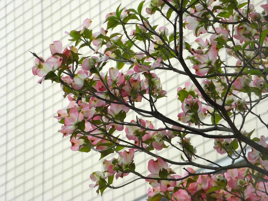 横から