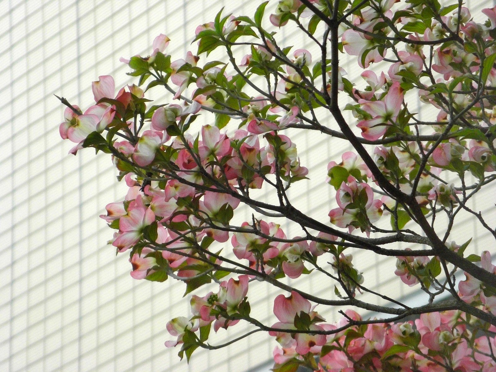 横から