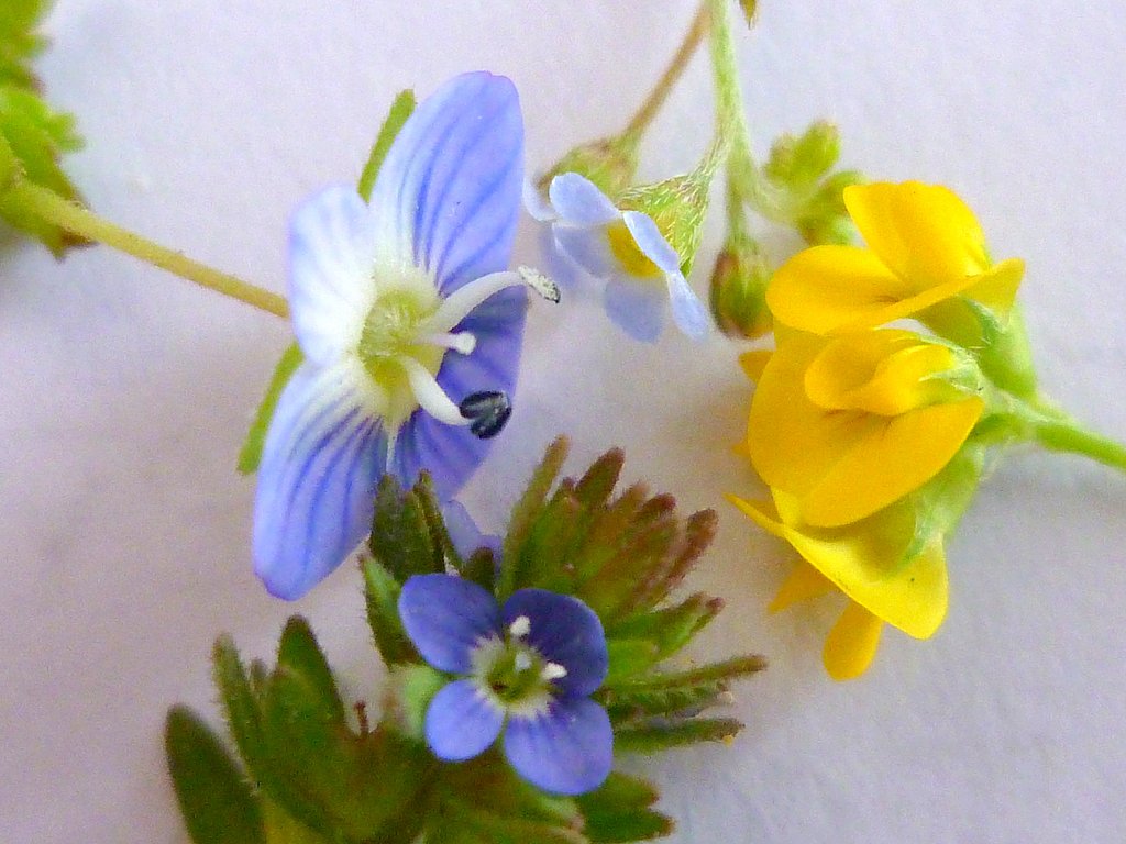 小さな花の花比べ