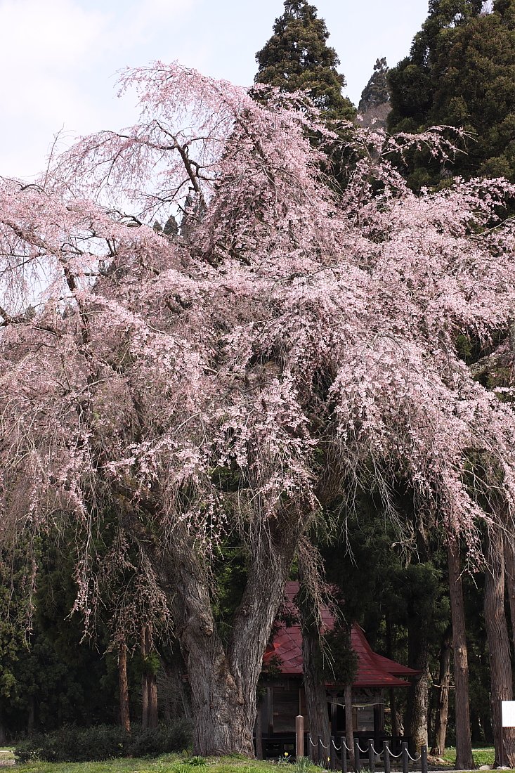 東北桜紀行Ⅳ