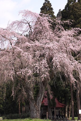 東北桜紀行Ⅳ