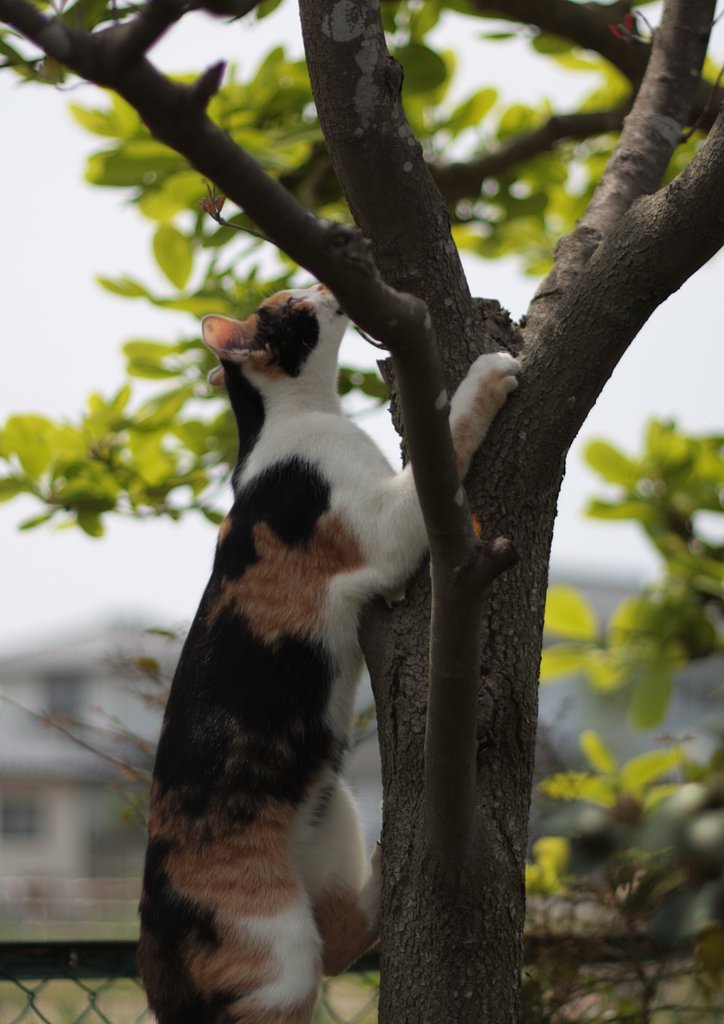 木登り
