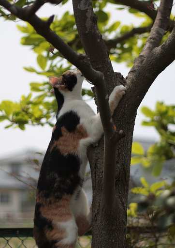 木登り