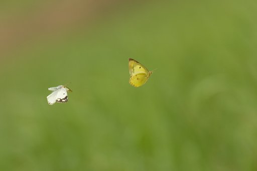 ひらひら