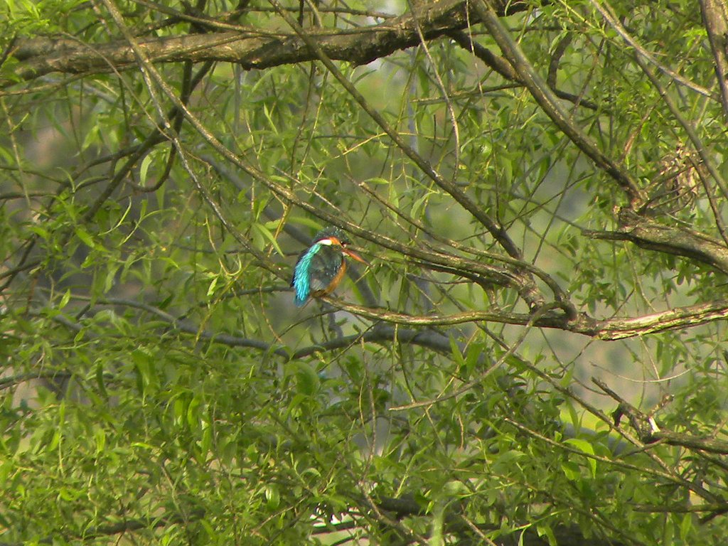 瓢湖のカワセミ