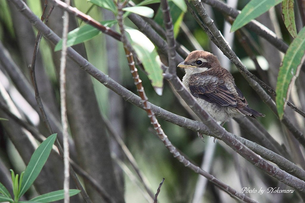 百舌鳥（モズ）の雛も①