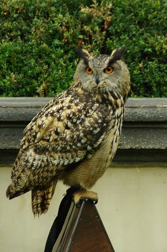owl