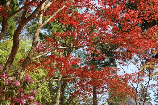高野山