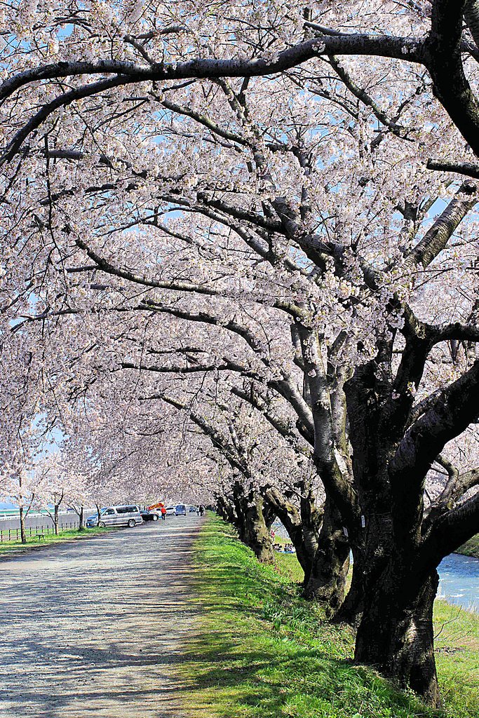 【桜】覆いつくすように