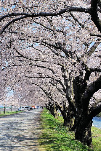 【桜】覆いつくすように