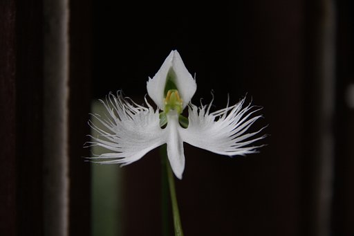 サギ草