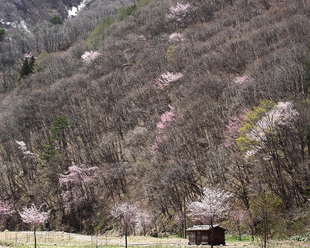 東北桜紀行Ⅶ