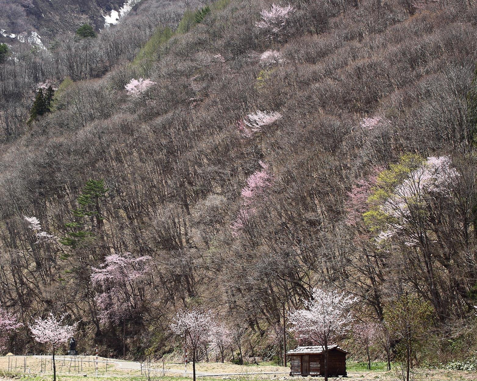 東北桜紀行Ⅶ