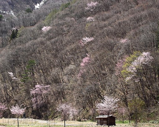 東北桜紀行Ⅶ